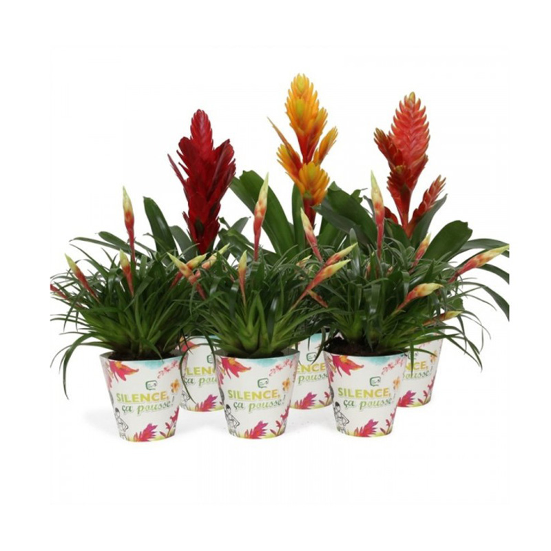 ALPINIA