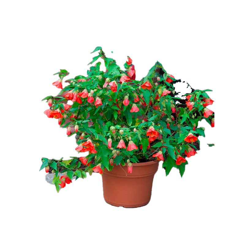 ABUTILON