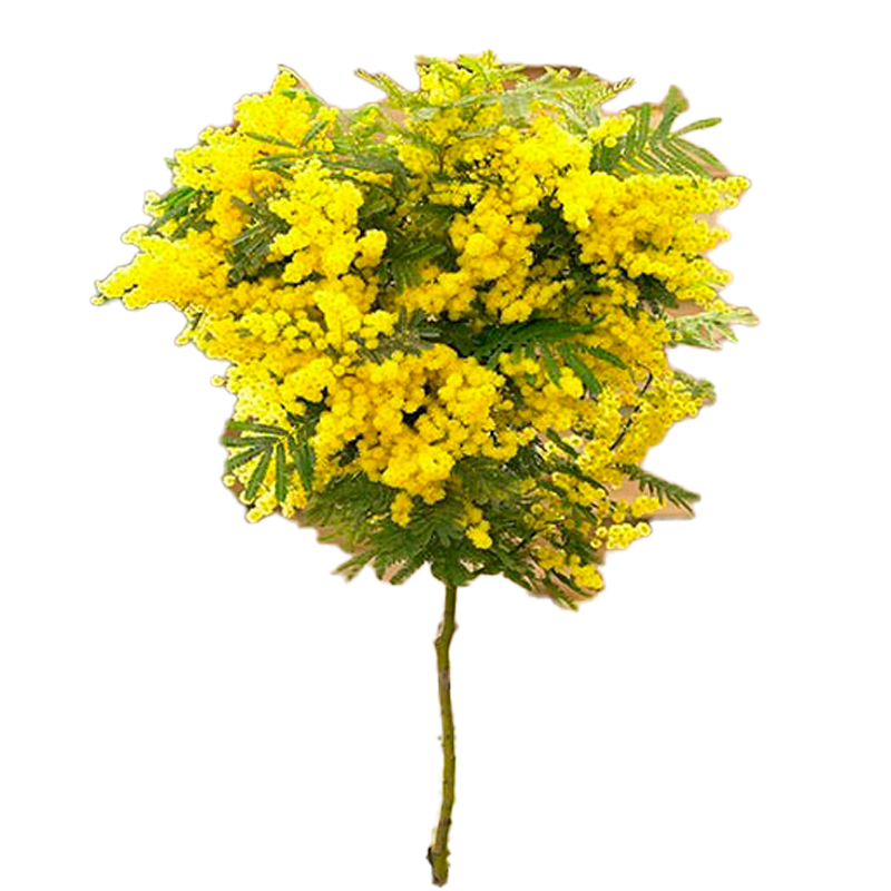 ACACIA-MIMOSA