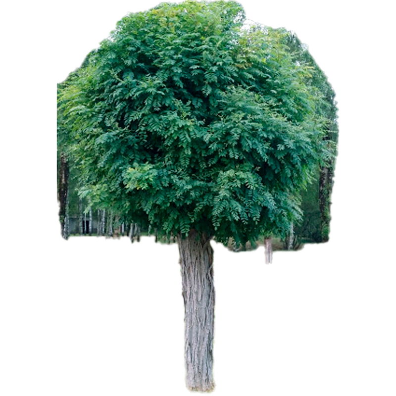 ACACIA