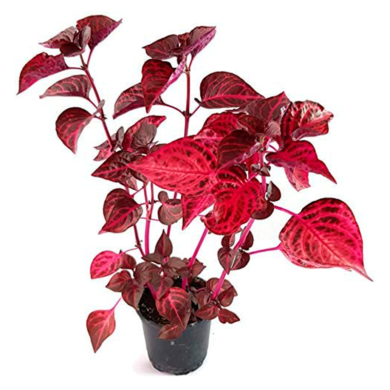 ACHYRANTHE-FEUILLAGE-ROUGE