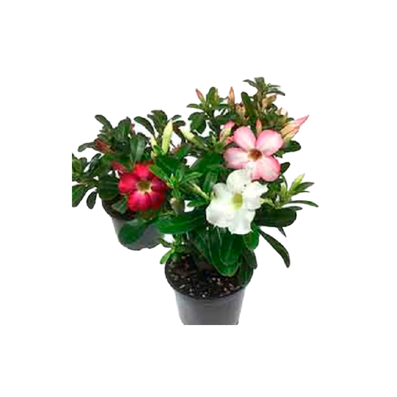ADENIUM-OBESUM-MIX
