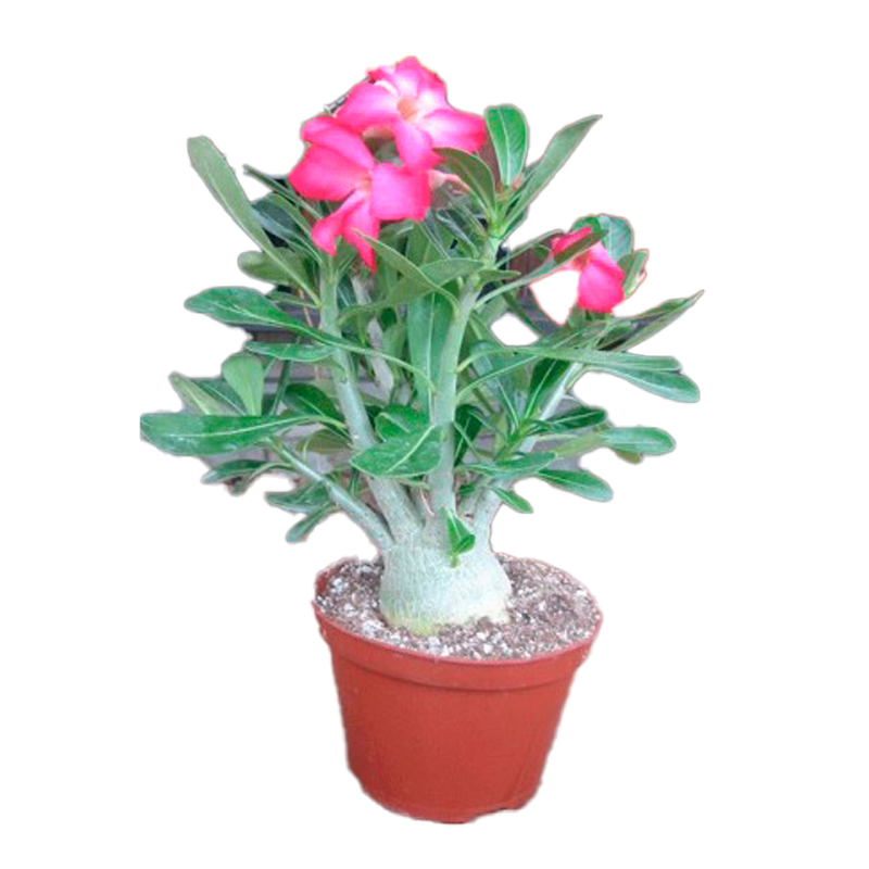 ADENIUM-OBESUM-ROSE
