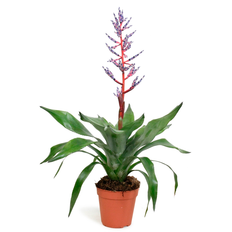 Aechmea blue rain