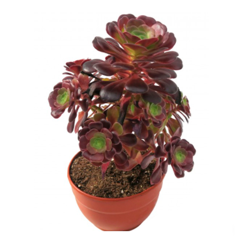Aeonium