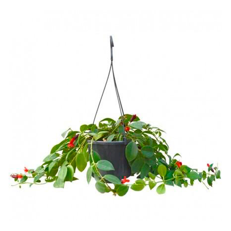 AESCHYNANTHUS-MONA-LISA