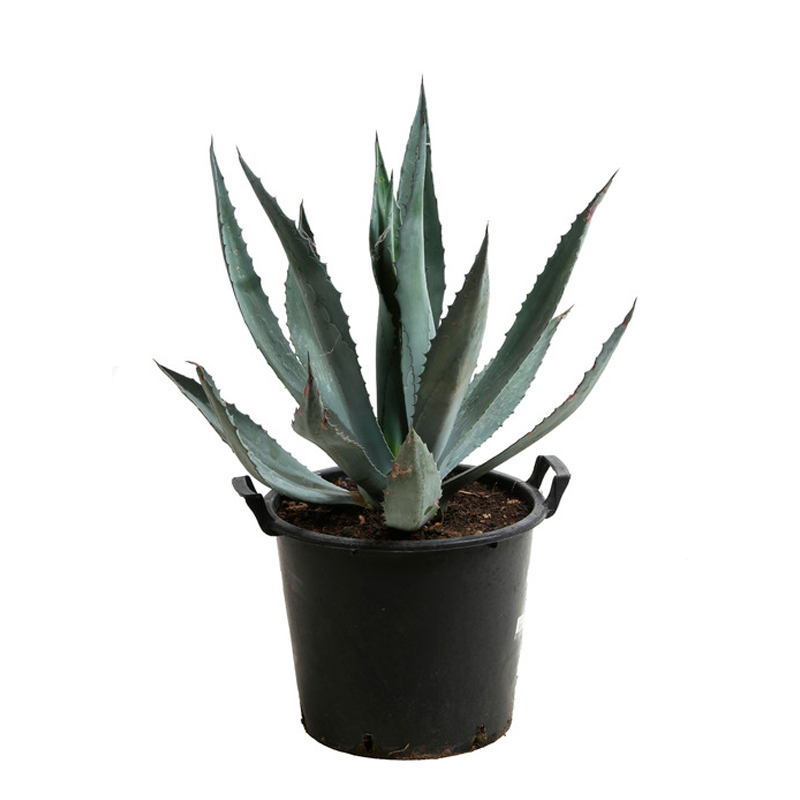 AGAVE-AMERICANA-FEUILLAGE-BLEU