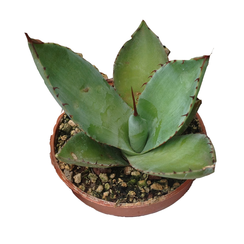 AGAVE-CUPREATA-FEUILLAGE-VERT