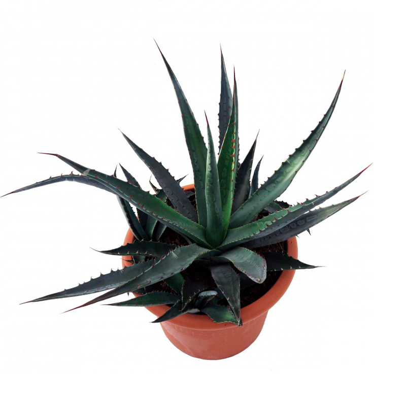 AGAVE-FEUILLAGE-VERT
