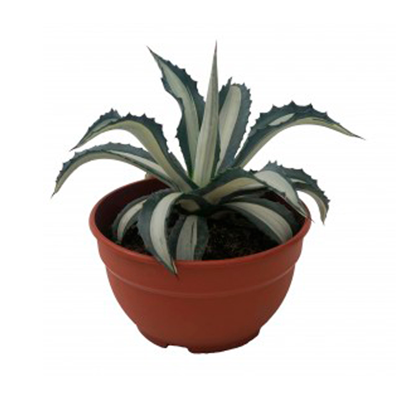 AGAVE-MEDIOPICTA-ALBA