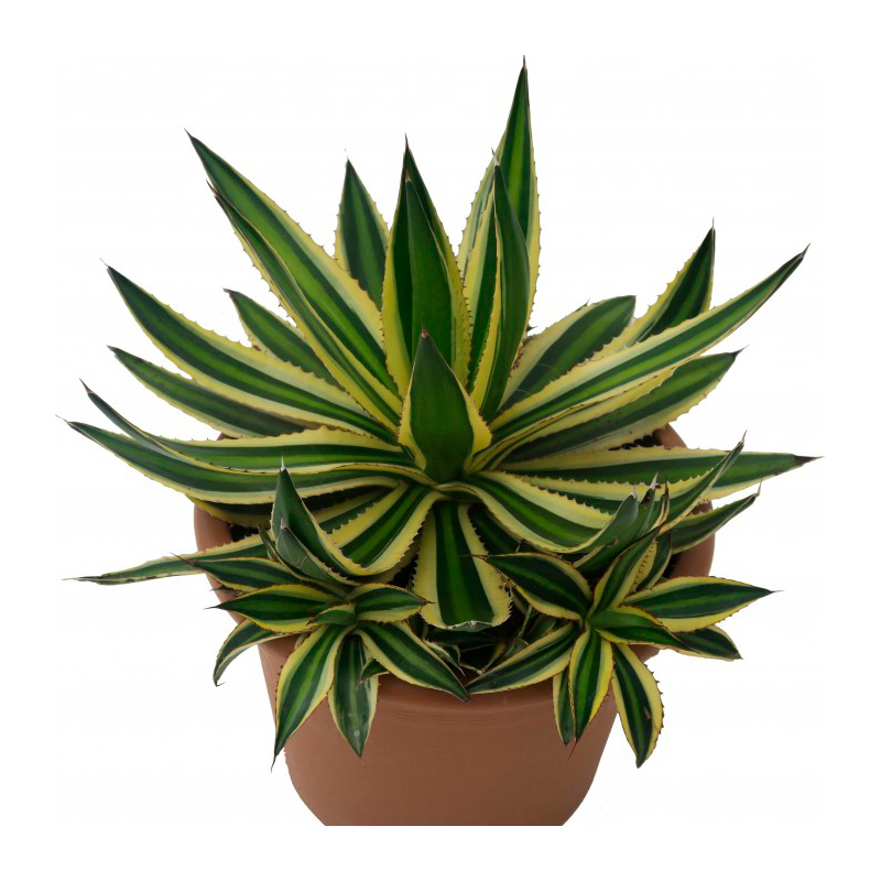 AGAVE-VARIEGATA-FEUILLAGE-PANACHE