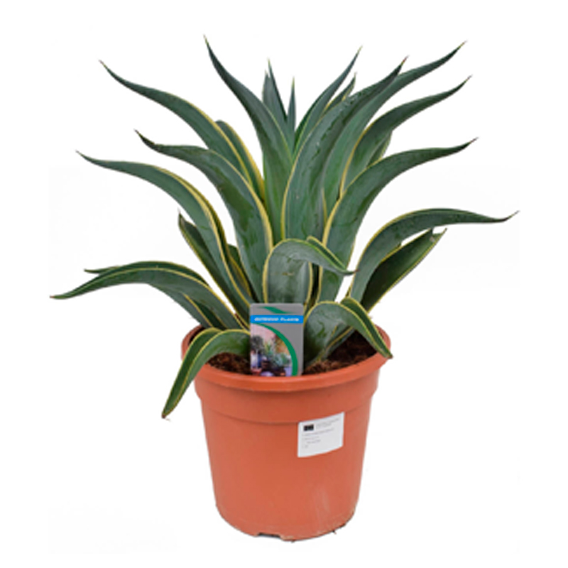 AGAVE-VARIGATA-FEUILLAGE-VERT