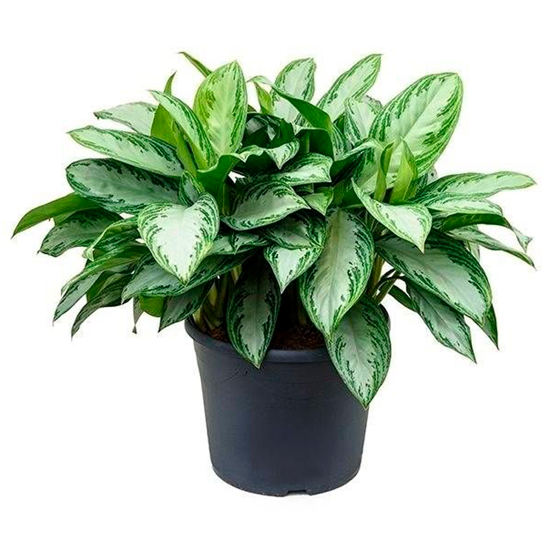 AGLAONEMA-FEUILLAGE-PANACHE