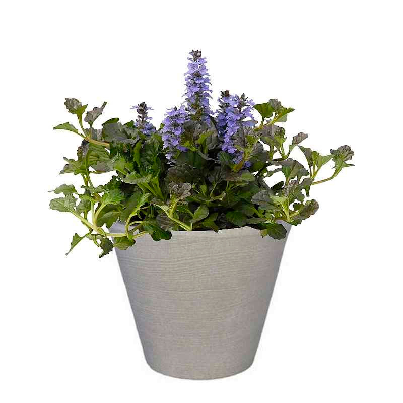 AJUGA
