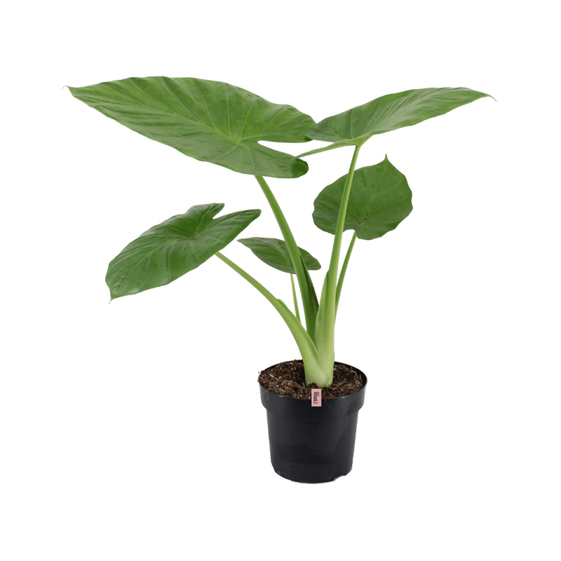 ALOCASIA CALIDORA