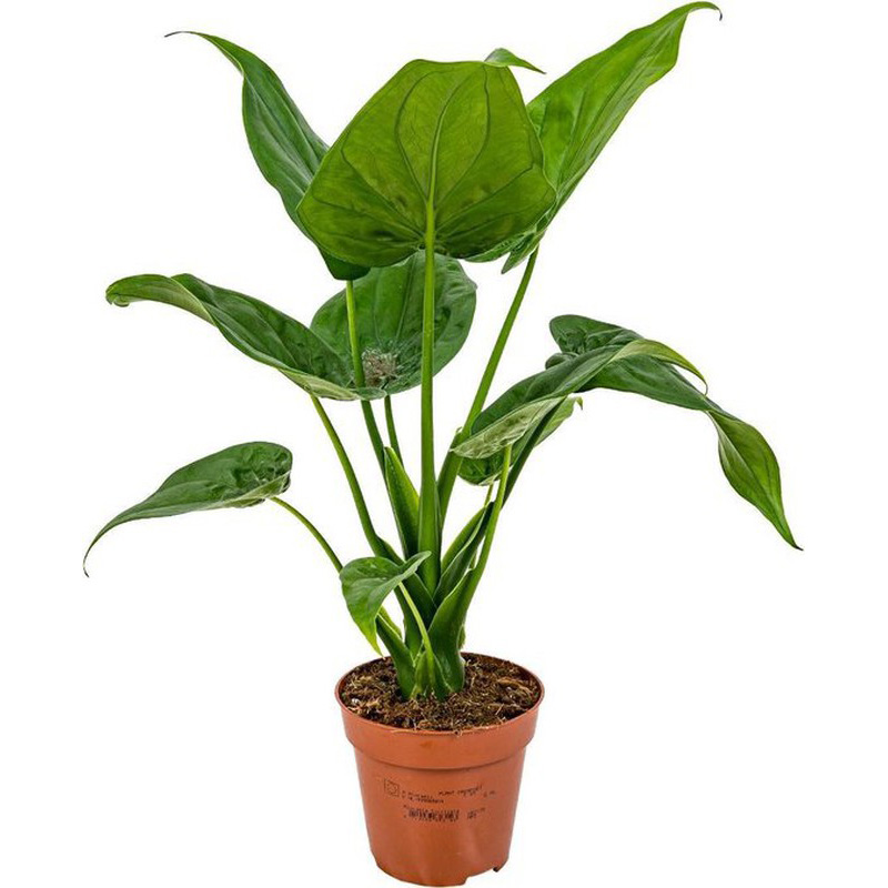 ALOCASIA FEULLIAGE VERT