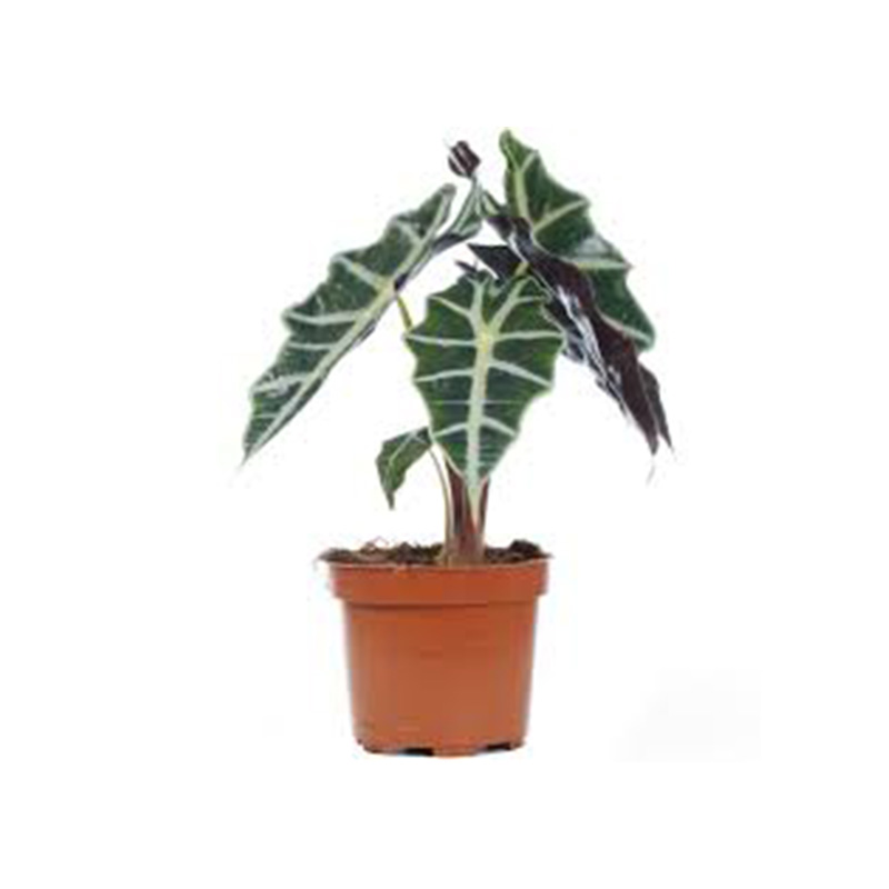 ALOCASIA POLLY