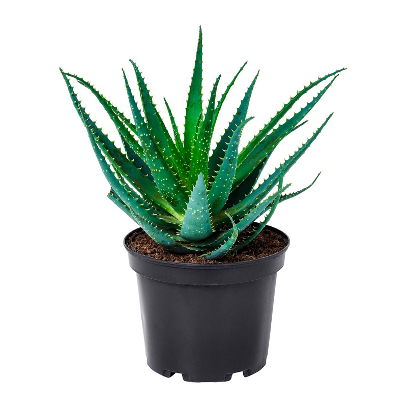 ALOE-ARBORESCENS-FEUILLAGE-VERT-FLEUR-ORANGE