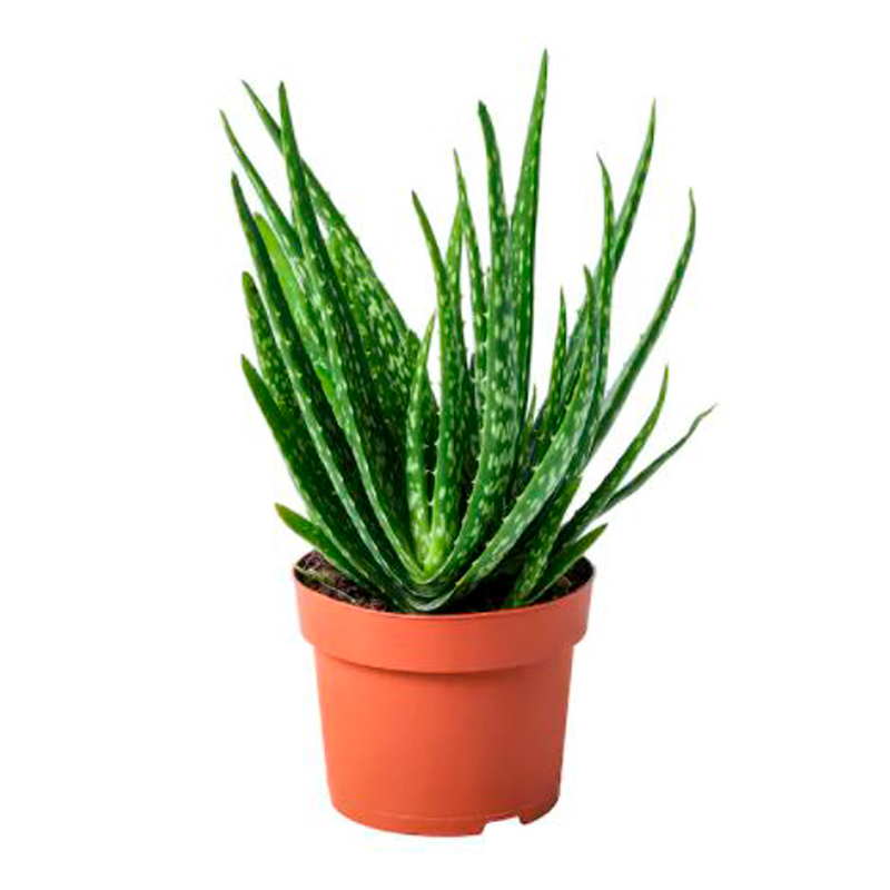 ALOE-VERA