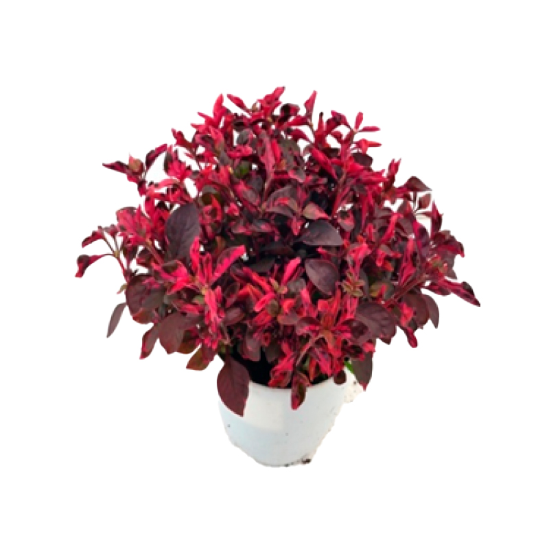 ALTERNANTHERA-FEUILLAGE-ROUGE