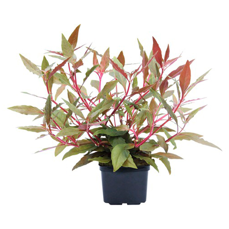 ALTERNANTHERA-FEUILLAGE-VERT
