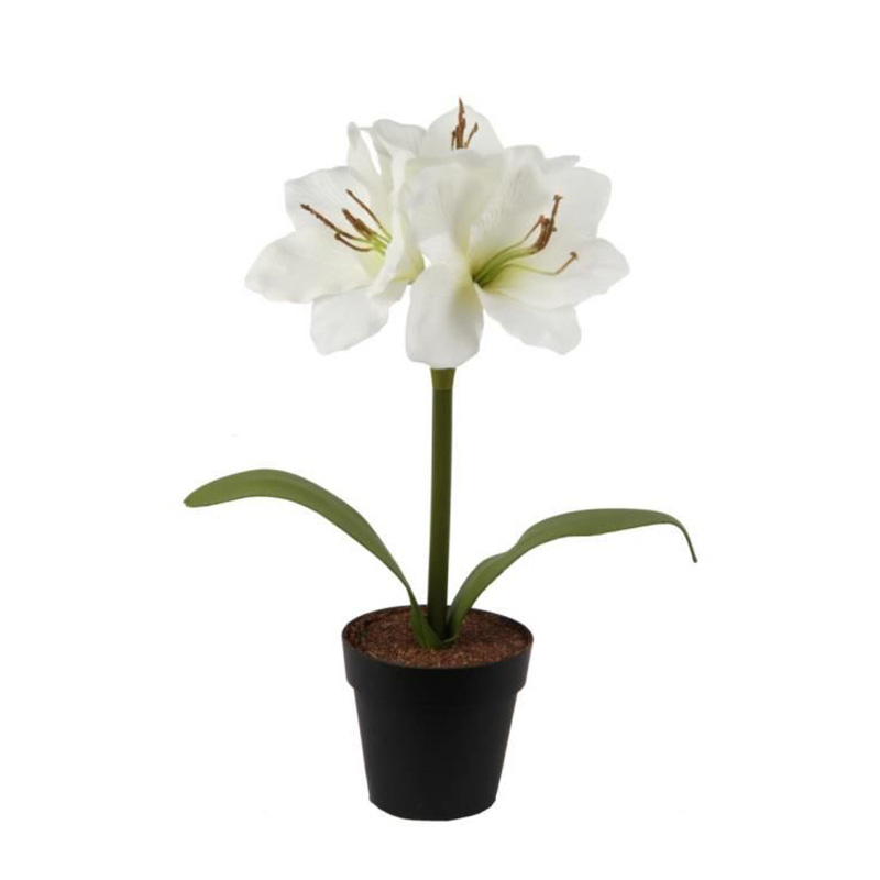 AMARYLLIS FLEUR BLANC