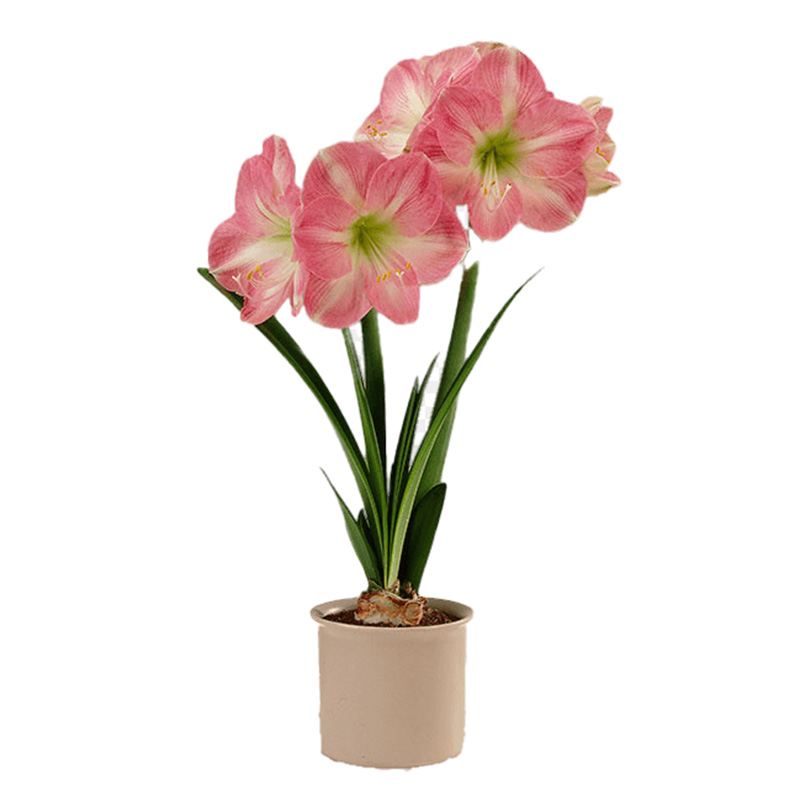 AMARYLLIS FLEUR ROUGE BLANC