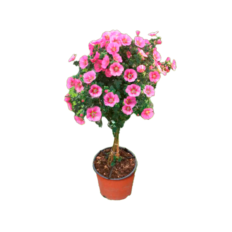 ANISIDONTHEA