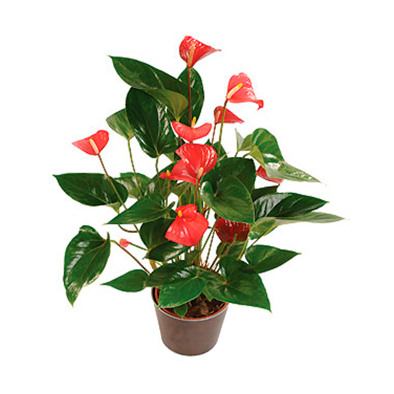 ANTHURIUM-FEUILLAGE-VERT-FLEUR-ROUGE
