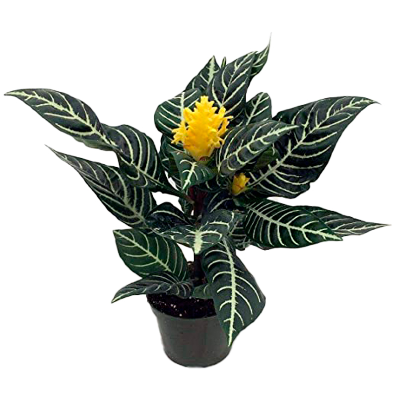 APHELANDRA-FEUILLAGE-PANACHE-FLEUR-JAUNE