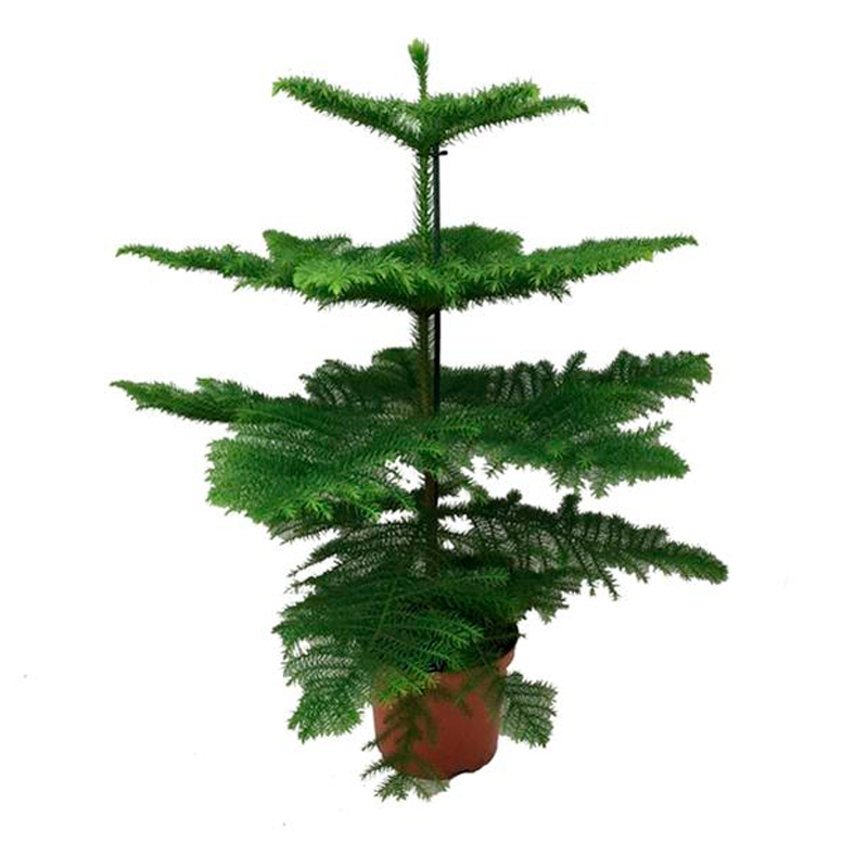 ARAUCARIA