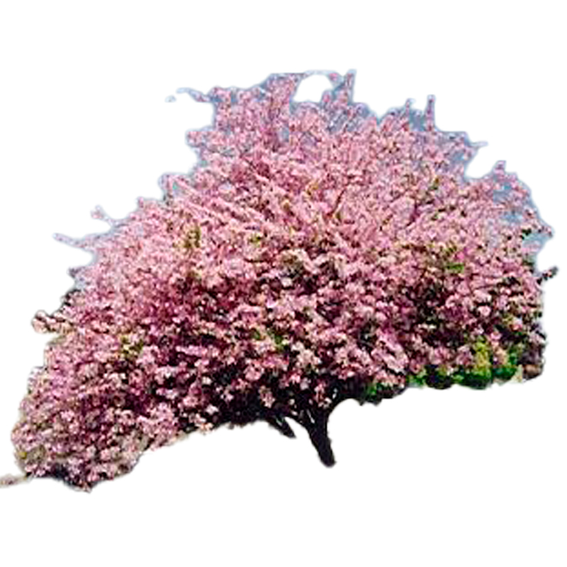 ARBRE-BAUHINIA-FLEUR-ROSE