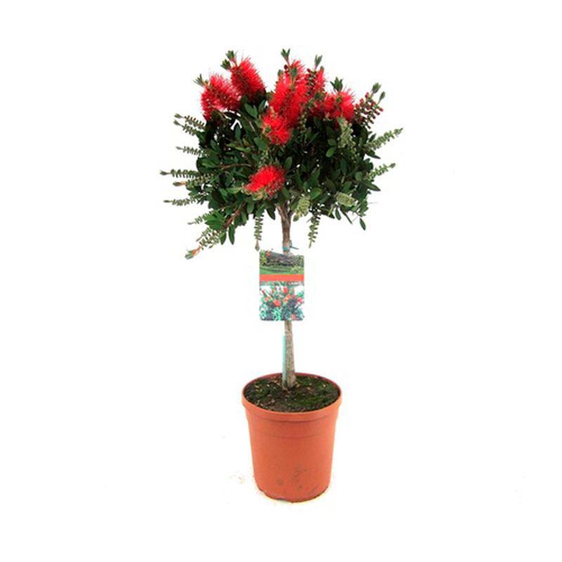 ARBRE-CALLISTEMON
