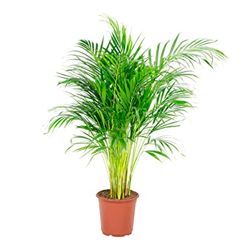 ARECA-LUTESCENS--FEUILLAGE-VERT