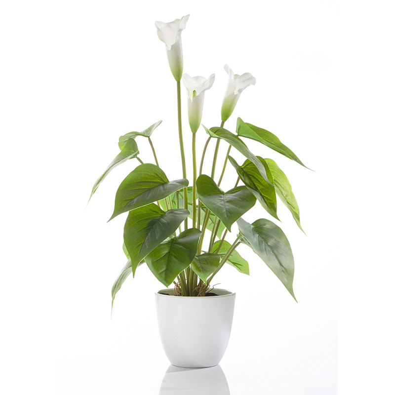 ARUM FLEUR BLANC