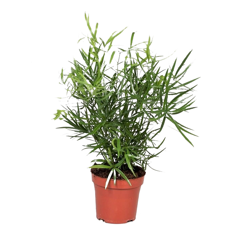 ASPARAGUS FALCATUS