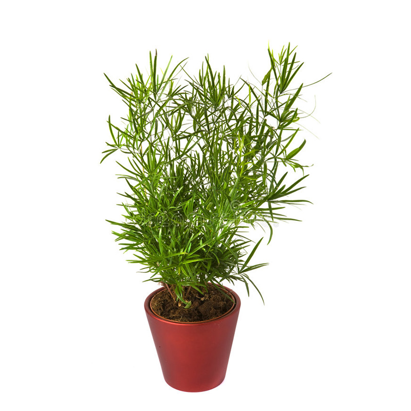 ASPARAGUS SPRENGERI