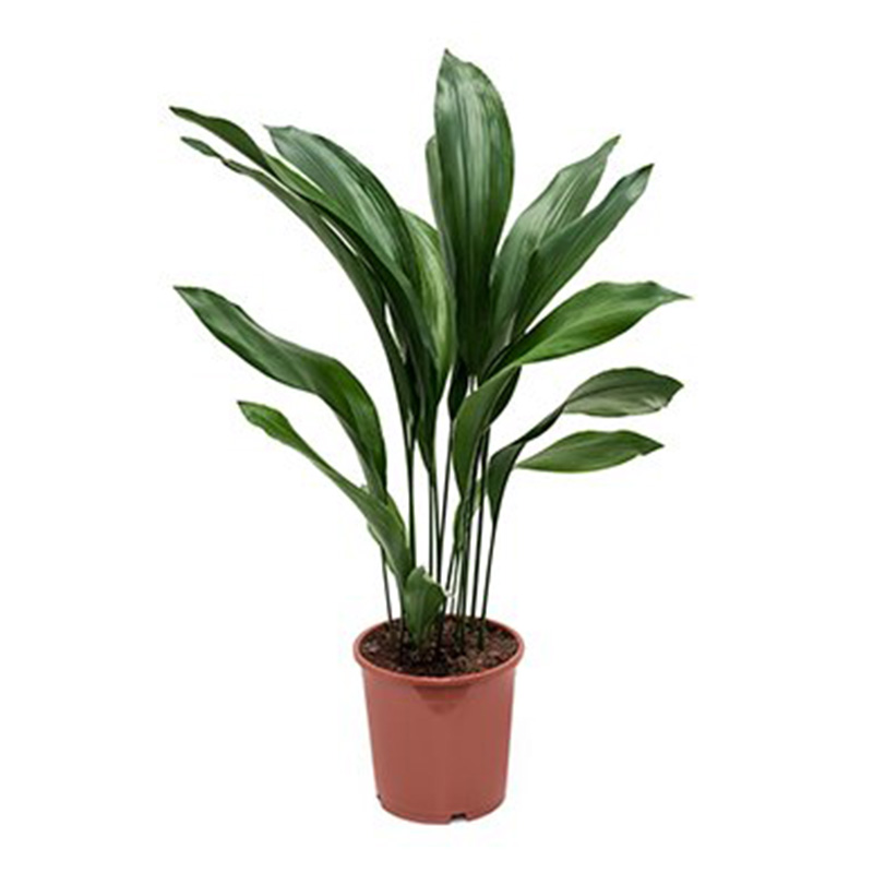 ASPIDISTRA