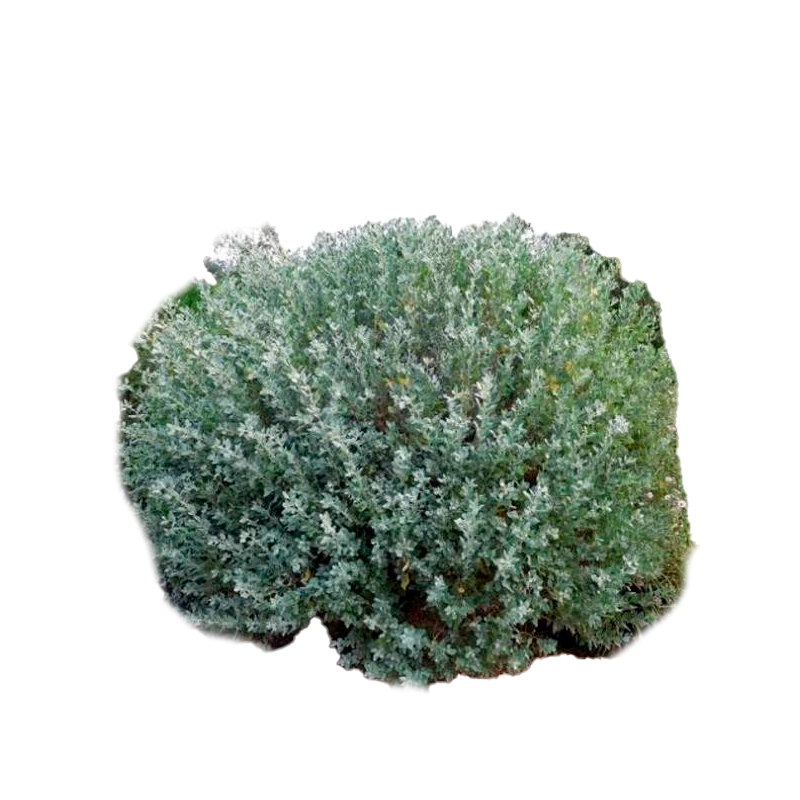 ATRIPLEX-FEULLAIAGE-GRIS