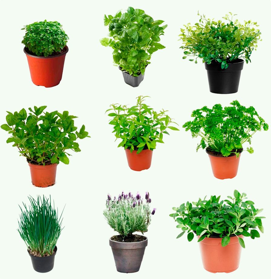 plante-aromatique
