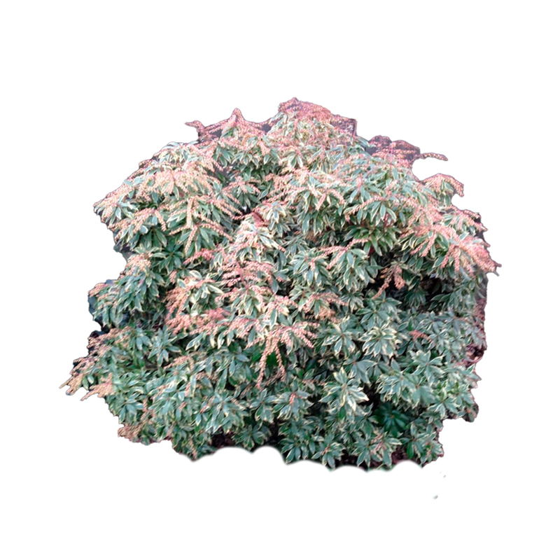 BARLERIA-FEUILLAGE-PANACHE-(ROSE-GRIS)