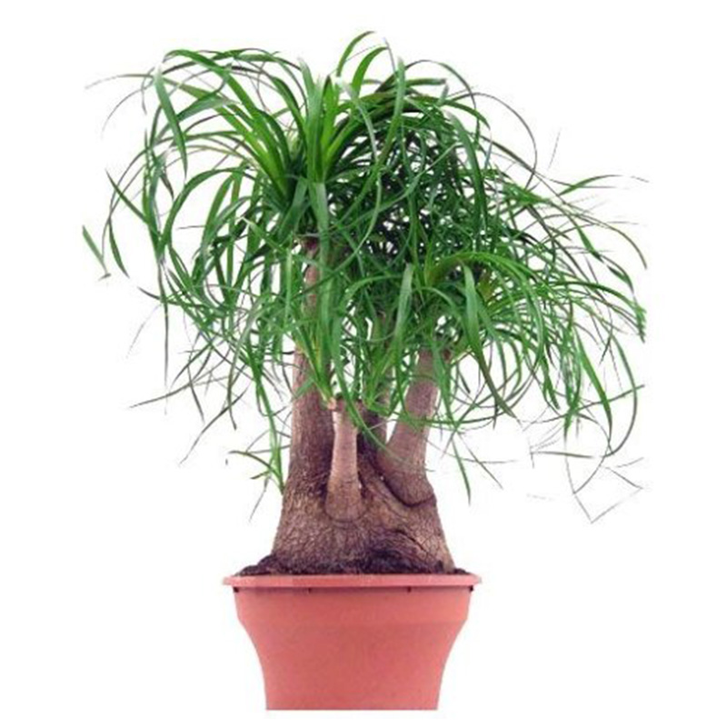 BEAUCARNEA RAM