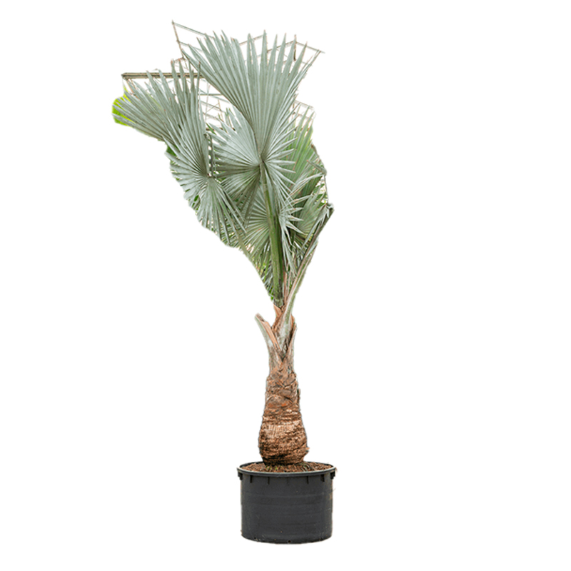 BISMARCKIA-NOBILIS-FEUILLAGE-GRIS-2