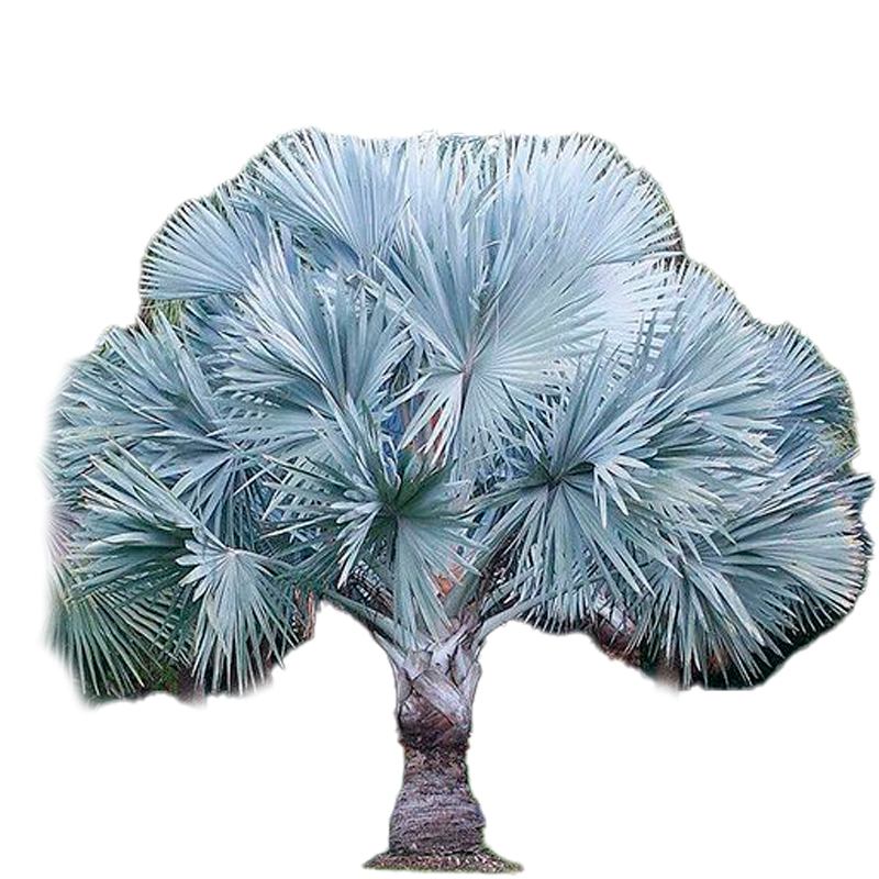 BISMARCKIA-NOBILIS-FEUILLAGE-GRIS