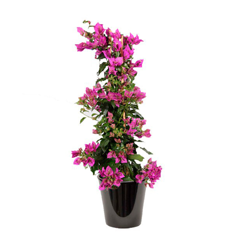 BOUGAINVILLEA-FLEUR-VIOLET