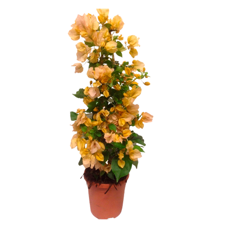 BOUGAINVILLEA-JAUNE