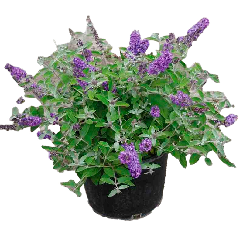 BUDDLEIA-FEULLIAGE-GRIS-FLEUR-BLEU