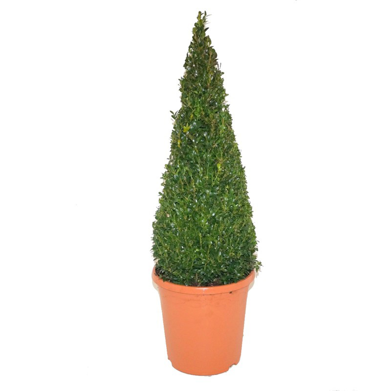 BUXUS PYRAMID