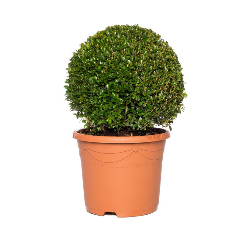BUXUS SEMPER BOLVORMIG
