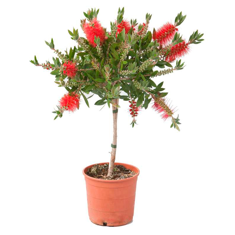 CALLISTEMON-BOULE